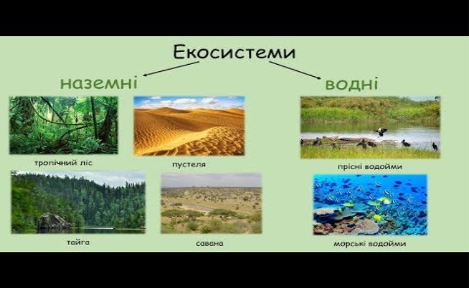 Структура екосистеми